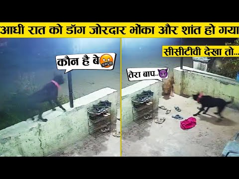 सब डॉग को ढूंढ रहे थे लेकिन सीसीटीवी में जो दिखा... ।। Wild animal encounters (Part-14)