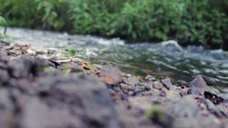 preview picture of video 'Canon EOS 600D - видео-тест | Canon EOS 600D - video test'