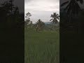 Suasana Pagi Hari Di Pedesaan