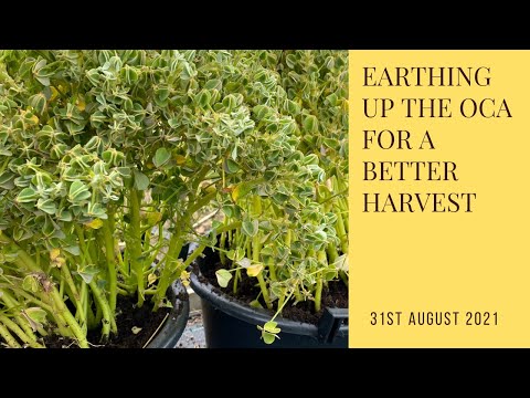 Earthing up oca and hoping for a bumper harvest