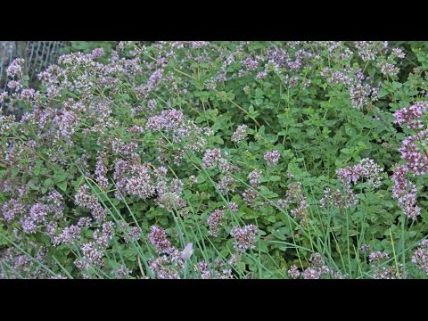 Origanum vulgare - Oregano