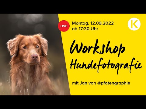 Workshop Hundefotografie - Tipps & Tricks für deine Tierfotos Outdoor #live | Foto Koch