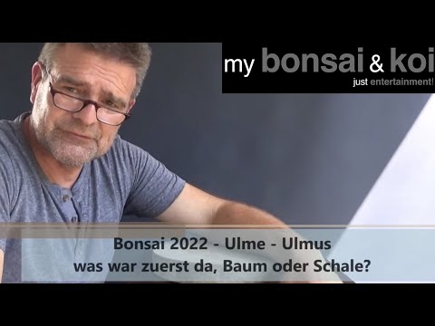 Bonsai 2022-20 - Ulme - Ulmus - was war zuerst da, Baum oder Schale