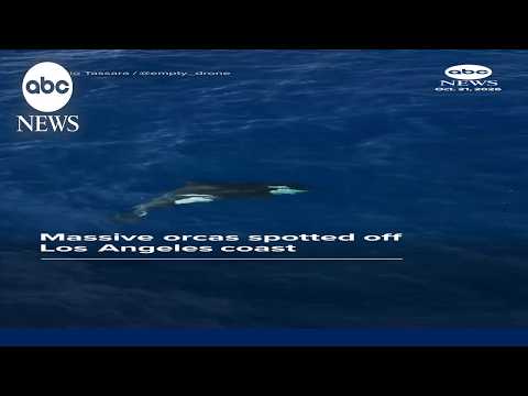 Massive Orcas spotted off Los Angeles coast
