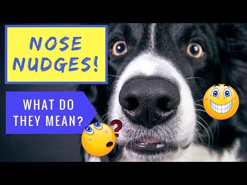 Nose Nudges! What Do They Mean?