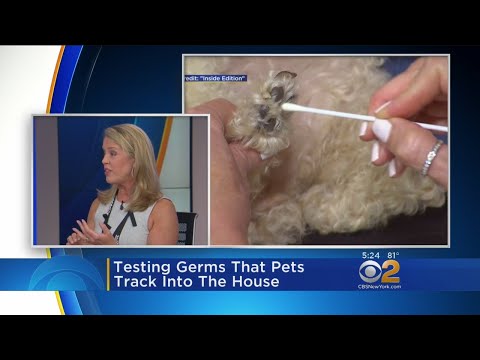 What Germs Are Your Pet Bringing Into Bed?