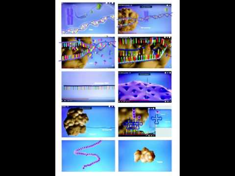 10,000 BC paragraph 31 - Tracing the protein synthesis diagram.