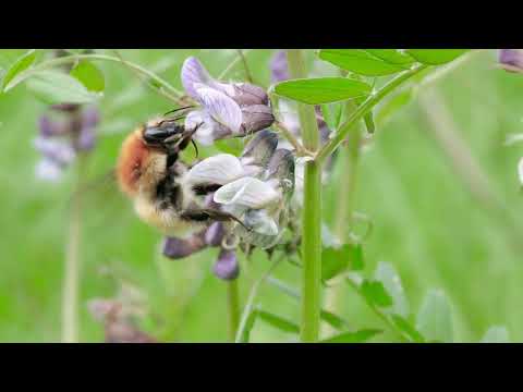 Relaxing Music & Nature: After Rain Blooms 🌸🐝