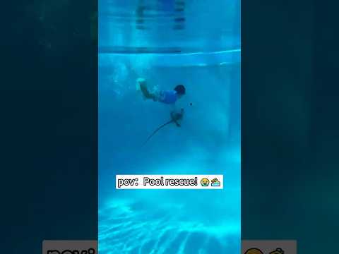 Summer:The swimming pool has seen a few uninvited guests💦💕#poor #fyp #funny #animals #summer