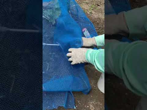 園芸 ニーム、インドニーム、インドスギ、インドライラック、インドアザディラ