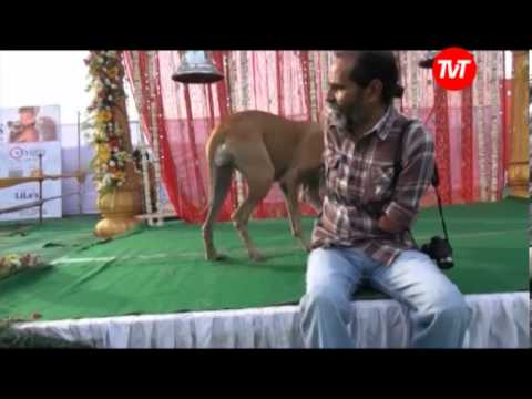 A Marriage of Two Dogs in India