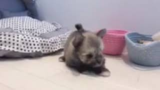 ハーフ犬の動画01