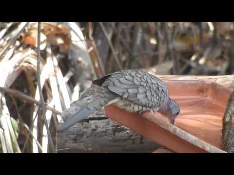 Inca dove bathing