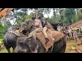 Elephant Loading To Truck