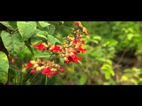 Ssurup Bonsai & Gardens - Trailer