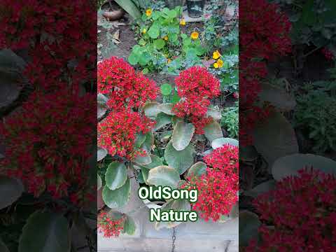 Old Song|Nature #love #song #ytshorts #beautifulview# old is gold#beauty#shorts