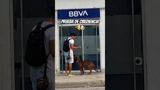 Prueba REAL de Obediencia 🐶🫡 #dog #perros #pitbull #adiestramientocanino