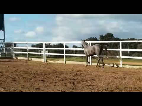 2 year Lusitano foal