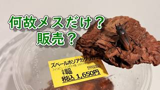 [産卵セット]何故クワガタをメスだけで販売？[ズベールホソアカクワガタ]