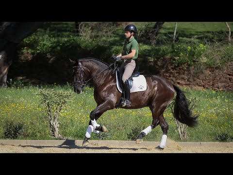 Horse for Sale | Flashy black Lusitano gelding with great movements (REF#400)