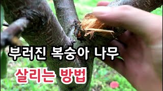 부러진 복숭아나무 살리는 방법