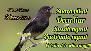 Download lagu SUARA PIKAT BURUNG DECU LIAR RIBUT 💯% AUTO BERHASIL mp3