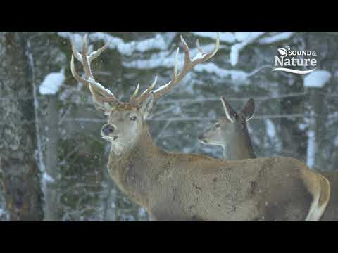 Speranța ambiental 7 - piano instrumental music