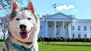 My Husky Hiked 10 Miles in Washington DC!
