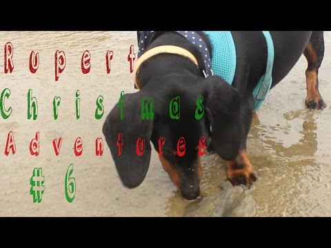 Rupert's Christmas Adventures! #6 PUPPYVLOG