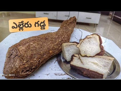 yelleru gadda (nagali dumpalu), (Pindi dumpalu)