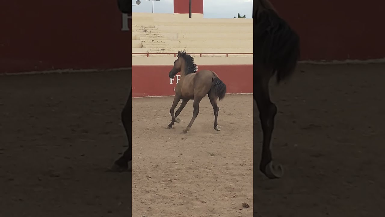 POTRO DE 2 AÑOS POR PRIMERA VEZ HERRADO