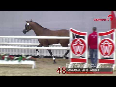 48  Cascadello I - Calido - Acorado