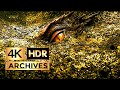 The Desolation Of Smaug 4K HDR The Hobbit And The Dragon Part 1 Of 3 2013