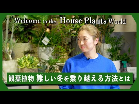 冬の間ディプラデニアを維持するにはどうすればよいですか？手入れのためにいつ持ち込むのですか？  庭園