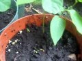 Who Wants To Adopt Some Sugar Apple Seedlings Ottawa City Ontario Canada