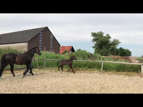 Oldenburger Rapphengstfohlen Marc Cain x Sir Donnerhall x Wolkenstein II