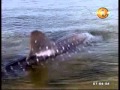 mtv br 02 13082013 A whale shark sighted in ...