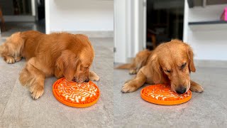 Tapete de Lamber para Cachorro: Um Labirinto Divertido para Refeições Saudáveis