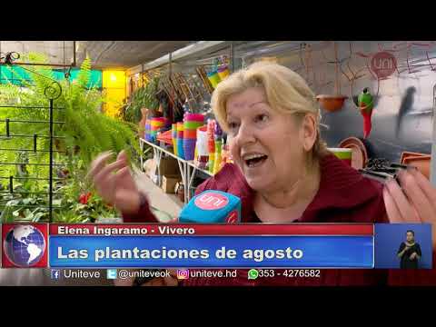 Agosto mes para podar y transplantar