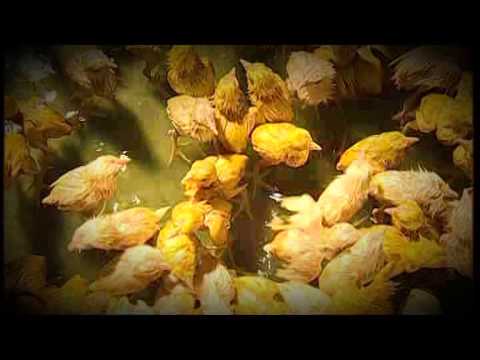 A documentary on IDP  - By Thirumurugan - May17movement