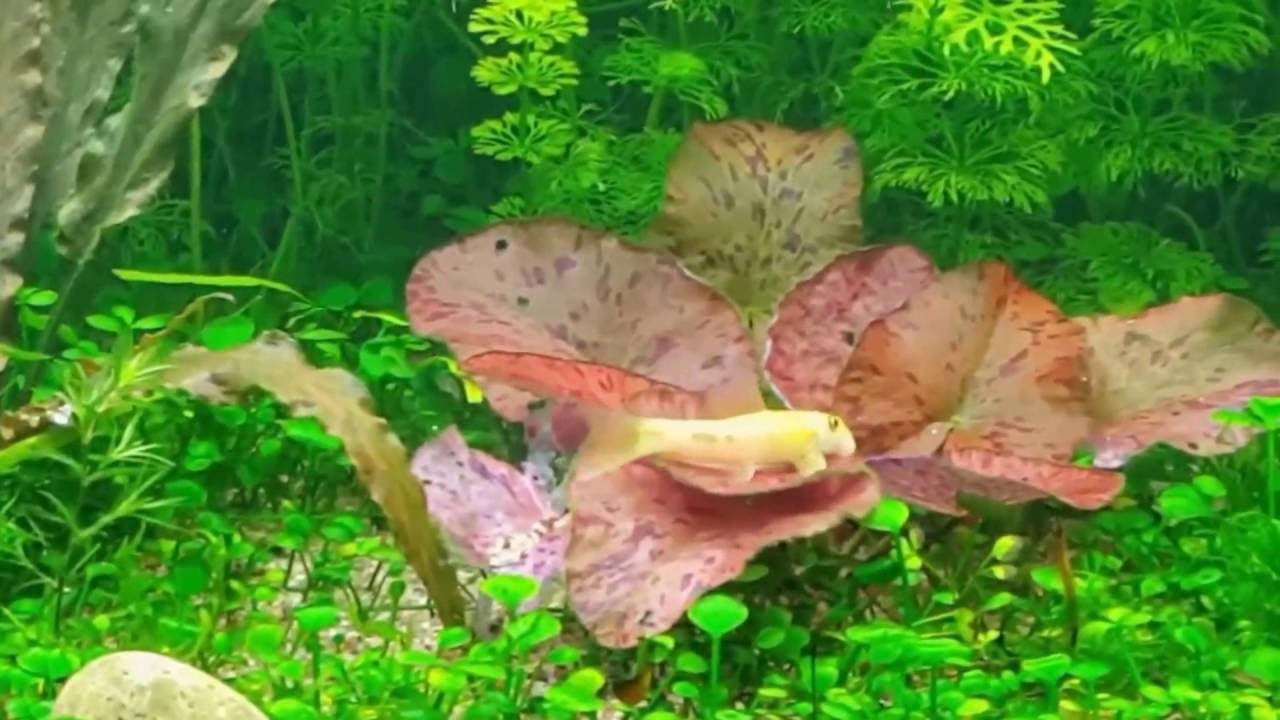 COME ALGAS CHINO Gyrinocheilus aymonieri. GUIA DE PECES #1