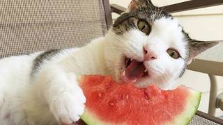 猫のおもしろ動画 😹🐱 | 今日も元気いっぱいの猫たち