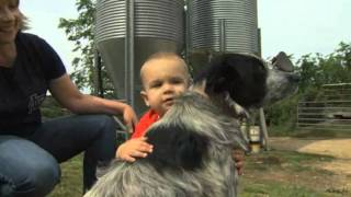 Fredbird visits the Hutzel dairy farm