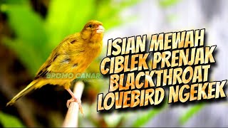 Download lagu ISIAN MEWAH JAWARA - MASTERAN KENARI ISIAN PRENJAK CIBLEK LOVEBIRD BLACKTHROAT GACOR mp3