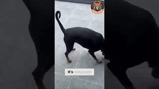This Is Why Dobermans Have Their Ears and Tails Cropped! 🐕‍🦺🔥