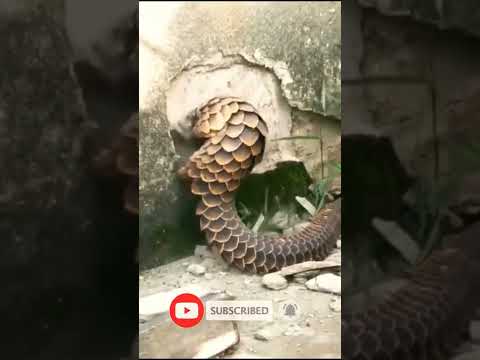 what are you doing 🧐🧐🧐 #shorts #pangolin