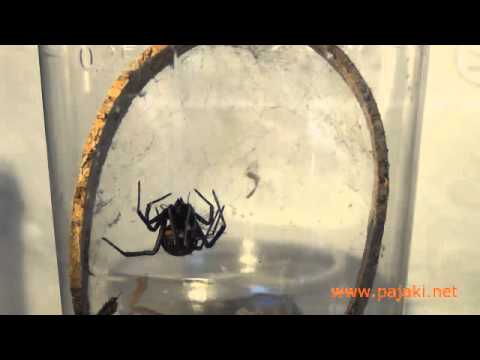Latrodectus menavodi mating