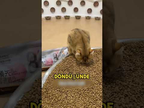 Bu adam kedileri gerçekten çok iyi hazırlamış!