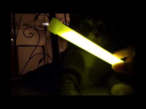 Random video of my cat Hitler