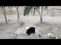 Jabalí vs Dogo Argentino